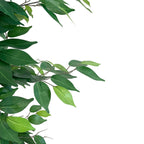 Realistic Artificial Indoor Plants Maintenance Greenery for Home , Office