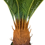 Realistic Artificial Indoor Plants Maintenance Greenery for Home , Office