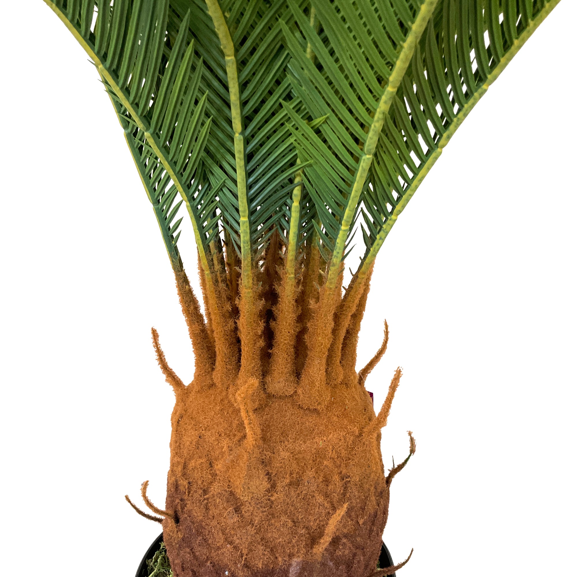 Realistic Artificial Indoor Plants Maintenance Greenery for Home , Office